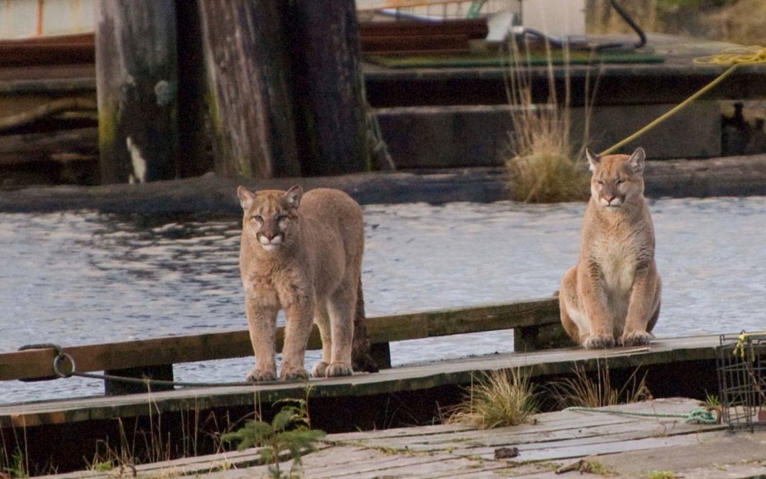 Cougars not safe anywhere in BC