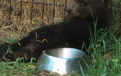 Awaiting Rescue, Black Bear Cub Destroyed by Conservation Officer