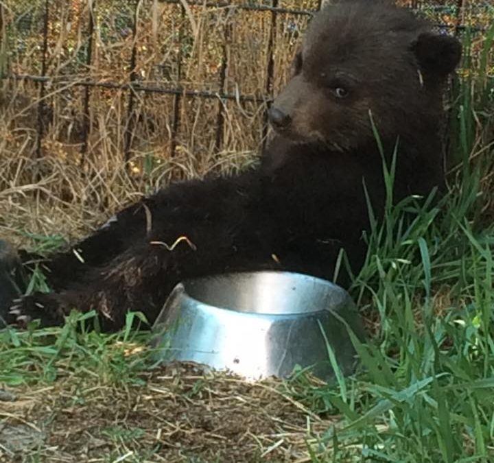 Awaiting Rescue, Black Bear Cub Destroyed by Conservation Officer