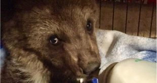 A Slim Chance that Slipped Away: Alberta Grizzly Cub Killed