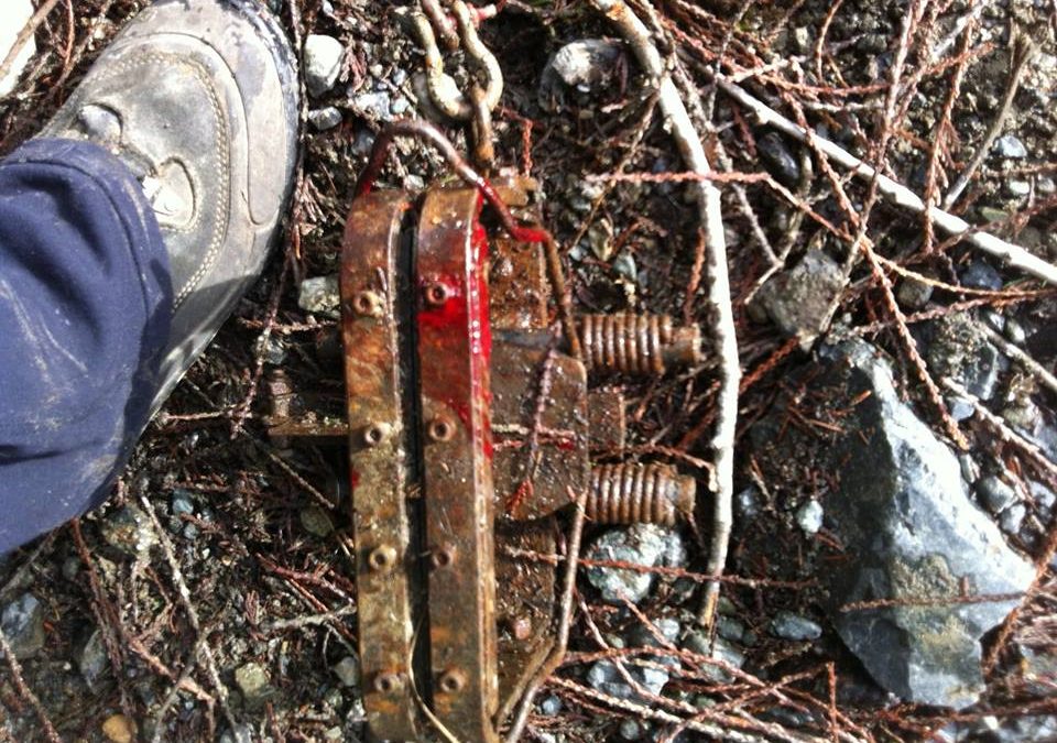 Dog caught in Leghold Trap, Conservation Officer Indifferent