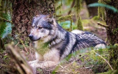 A System of Bad Relations with BC Wolves