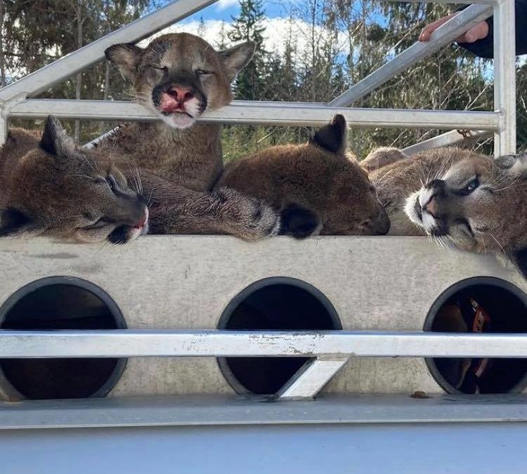 Family of Cougars Killed on BC Family Day
